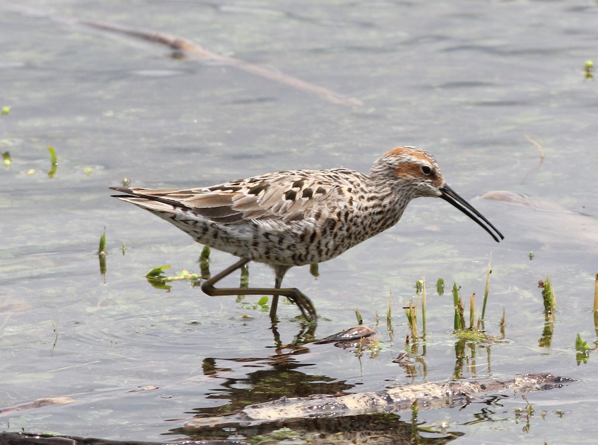 Stilt Sandpiper - ML158168791