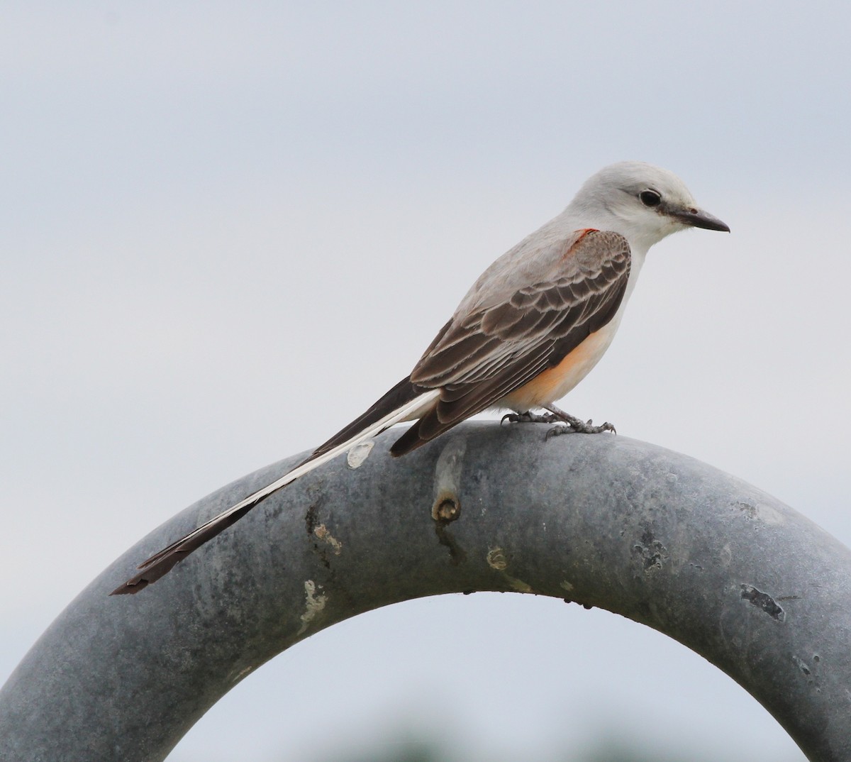 Scissor-tailed Flycatcher - ML158169931