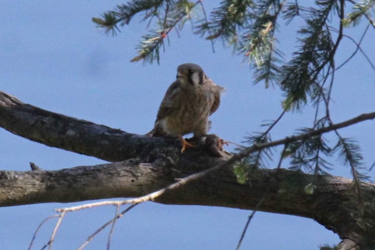 American Kestrel - ML158170741