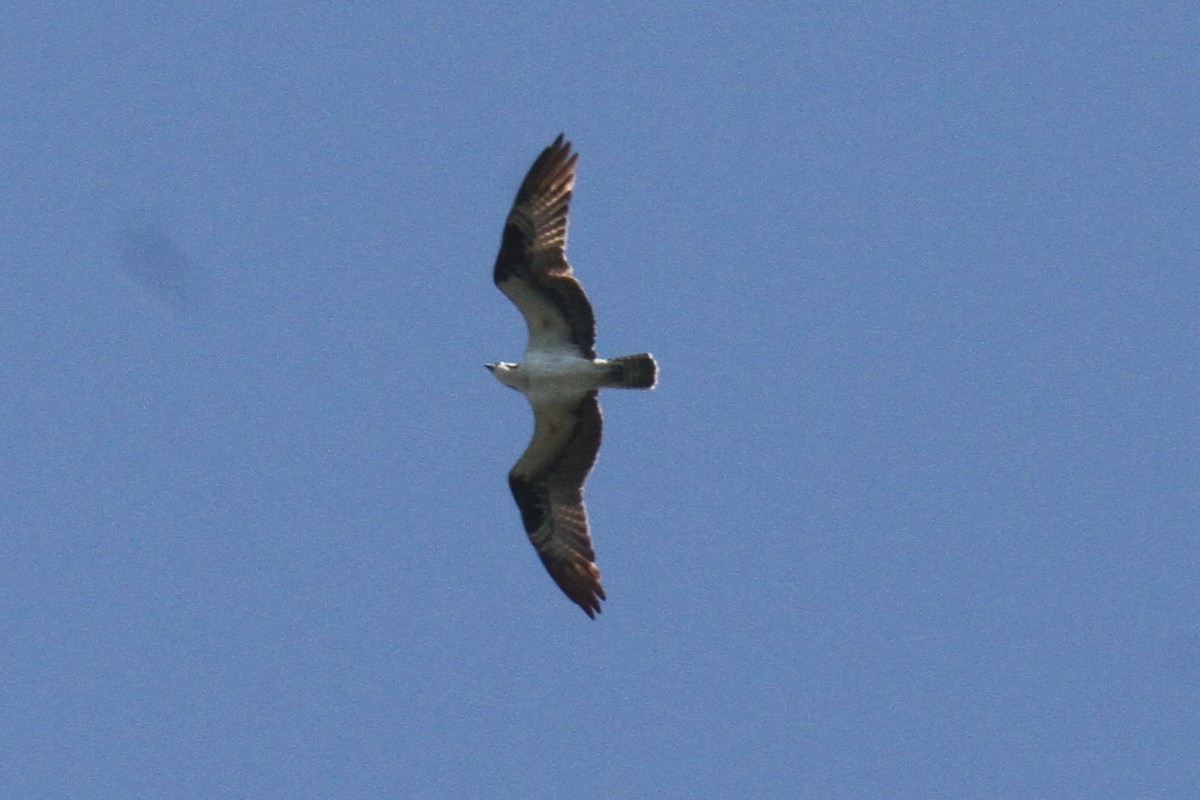 Balbuzard pêcheur - ML158170861