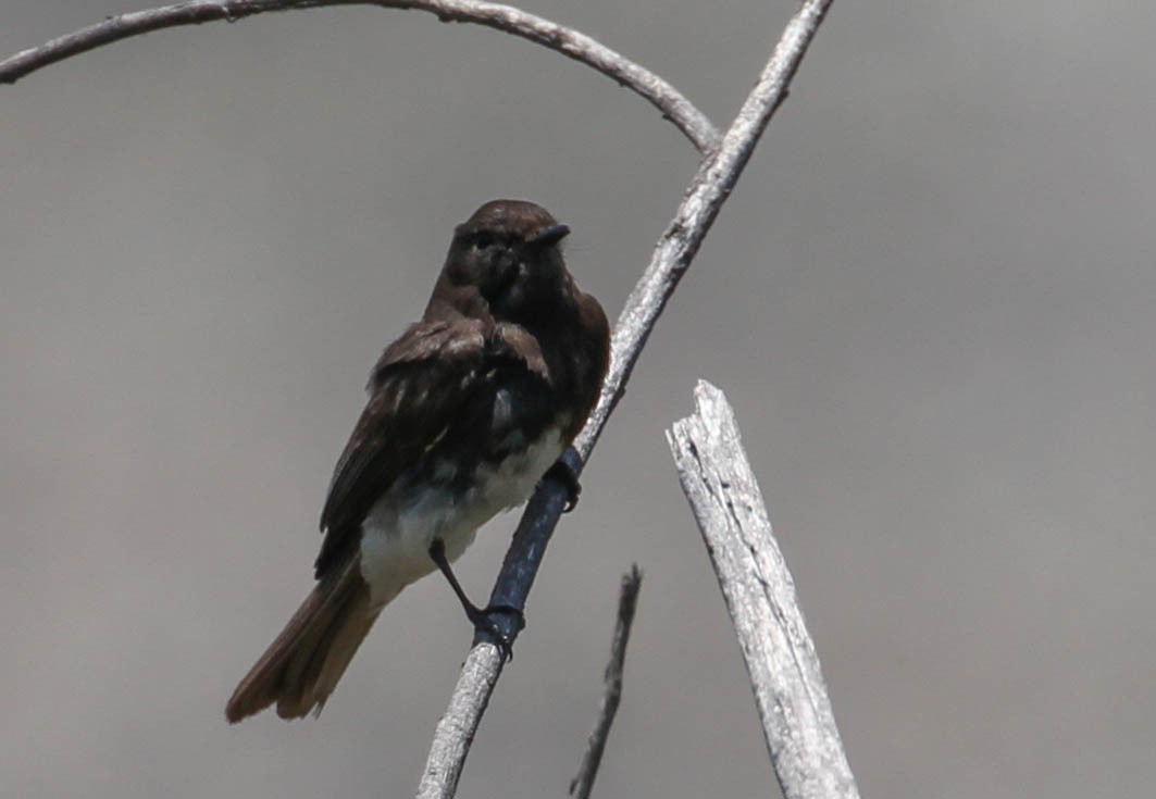 Black Phoebe - ML158172171