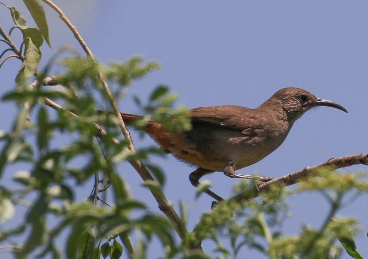 California Thrasher - ML158172321