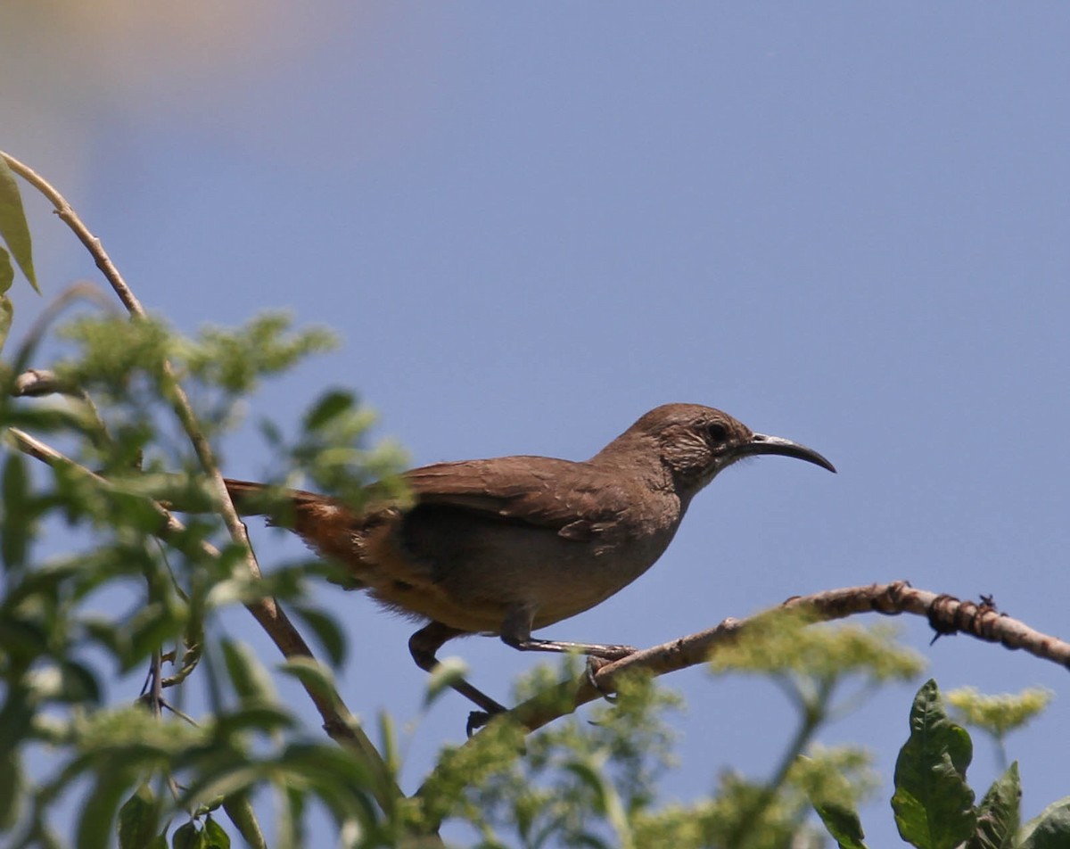 California Thrasher - ML158172331