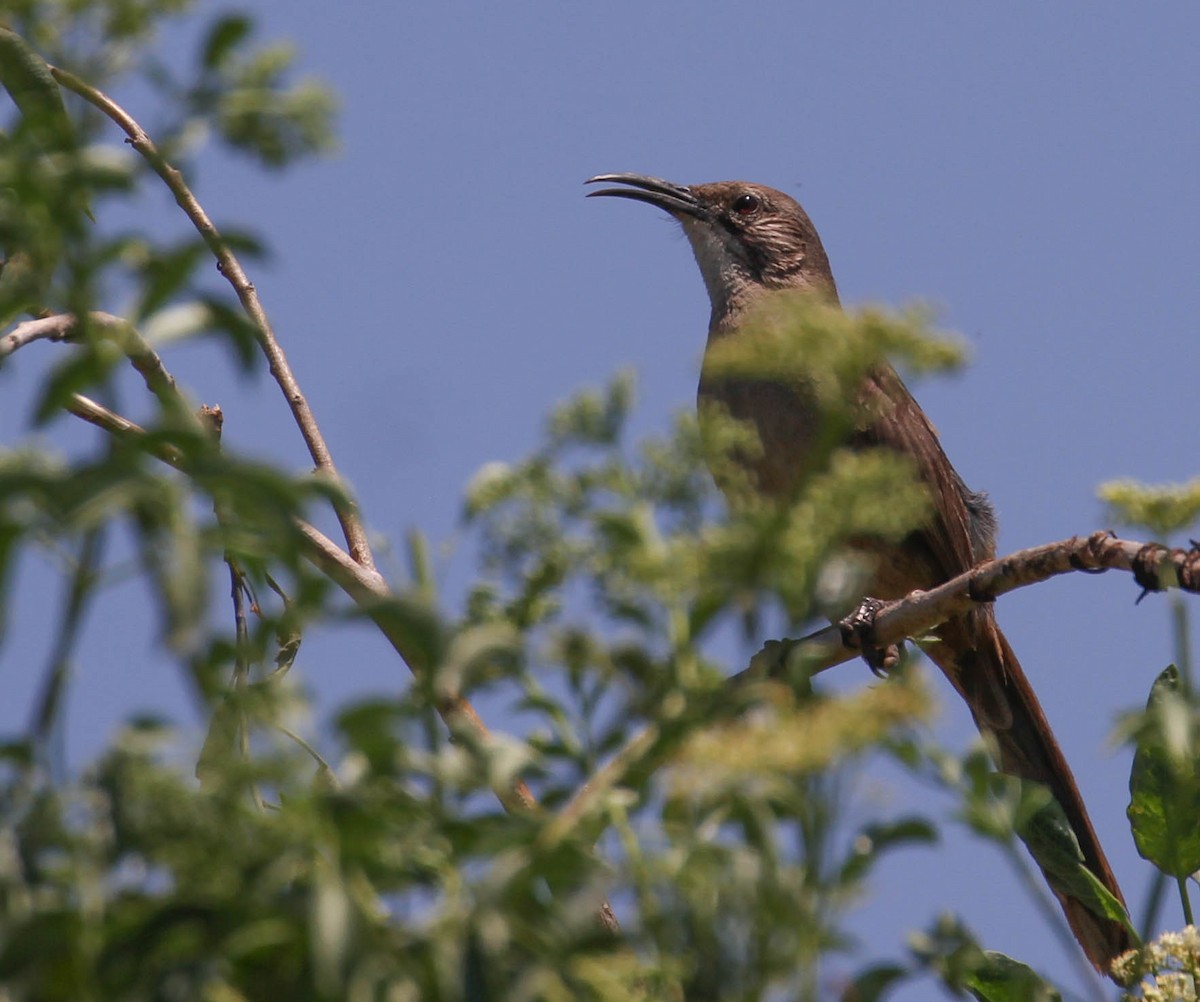 California Thrasher - ML158172371