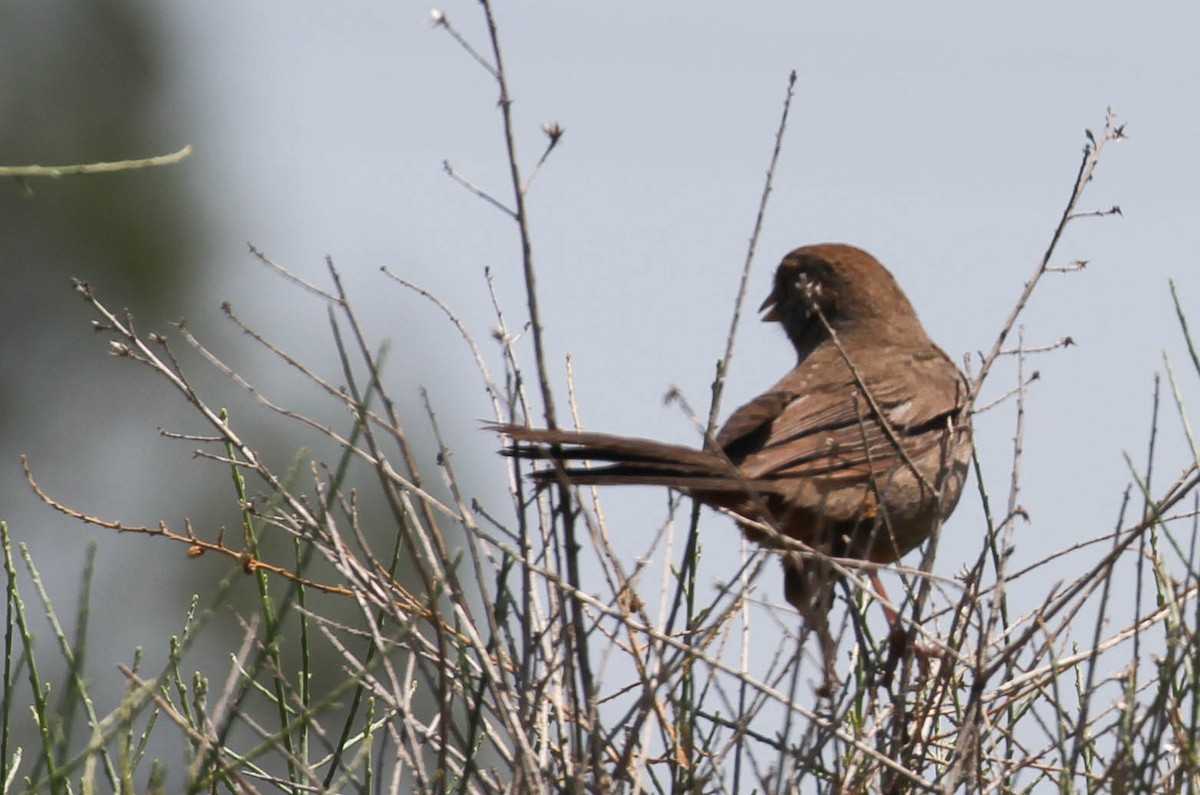 California Towhee - ML158172431