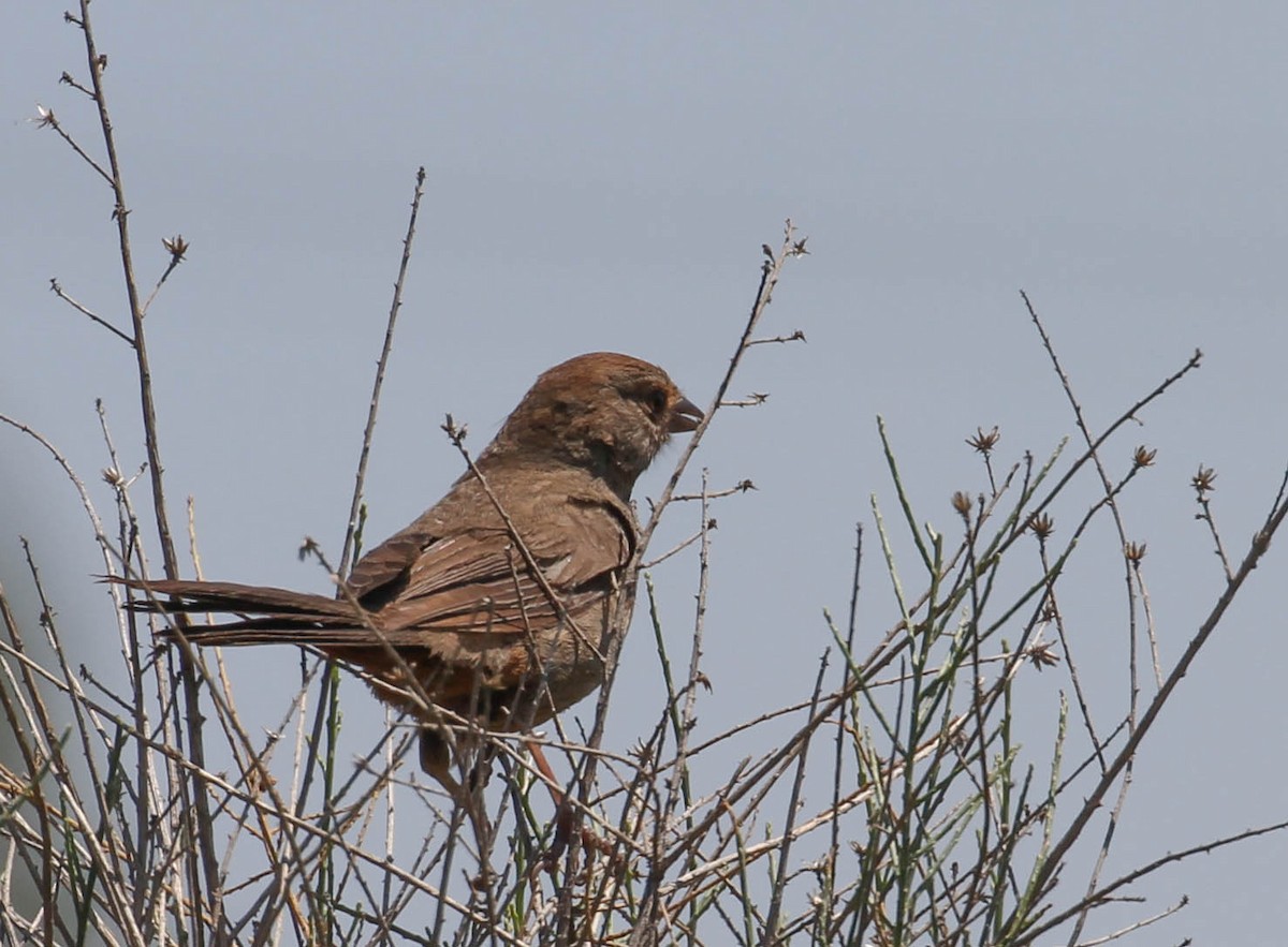 California Towhee - ML158172441