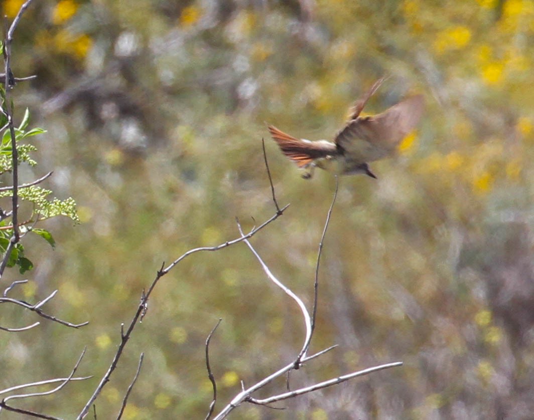 Ash-throated Flycatcher - ML158172541
