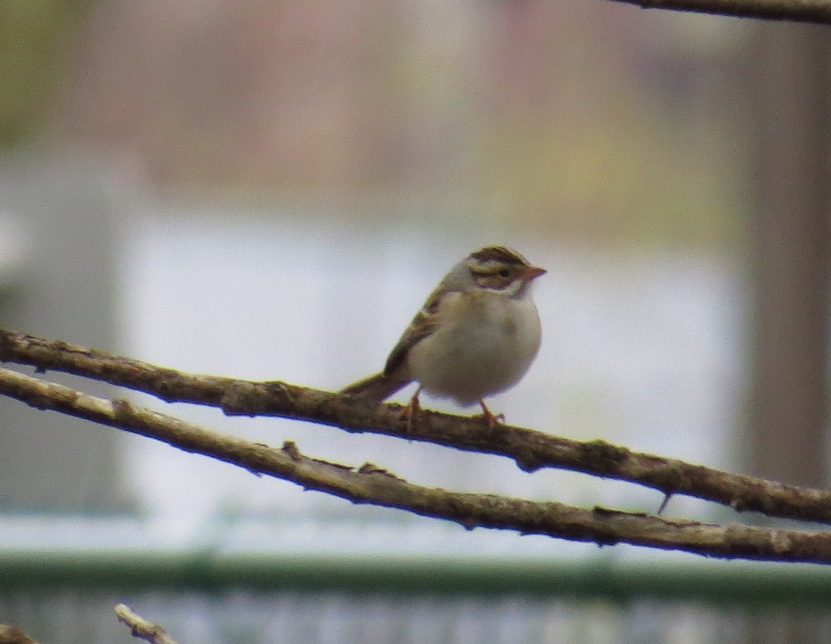 Clay-colored Sparrow - Jim Arnett