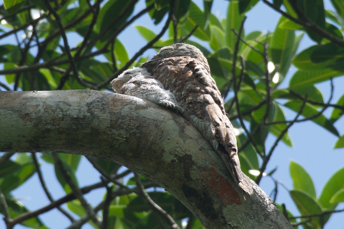 Great Potoo - Jan Cubilla