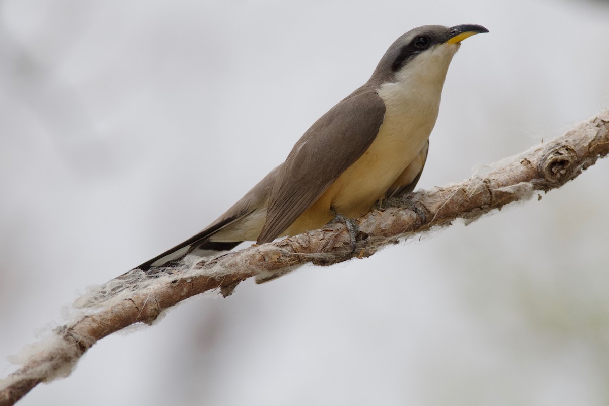 Mangrove Cuckoo - Amanda Guercio
