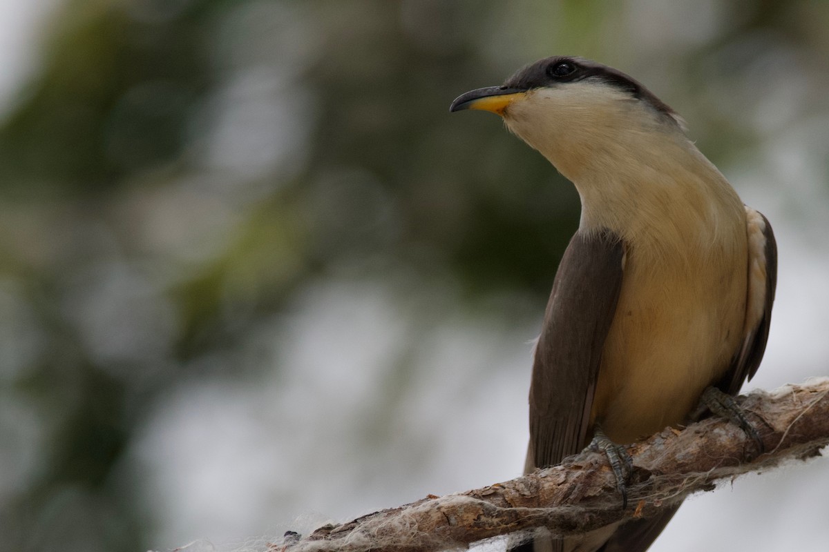 Mangrove Cuckoo - Amanda Guercio