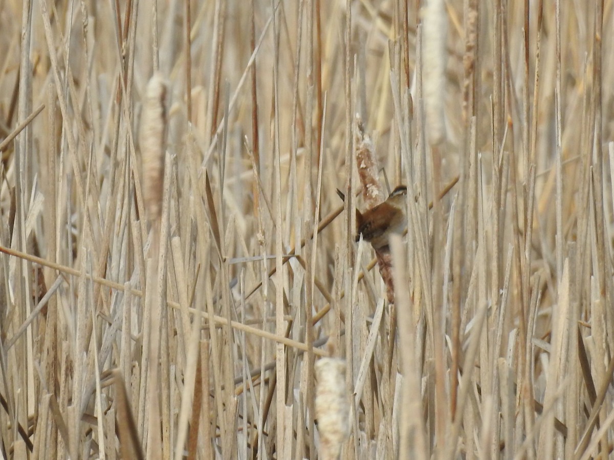 Marsh Wren - ML158177101