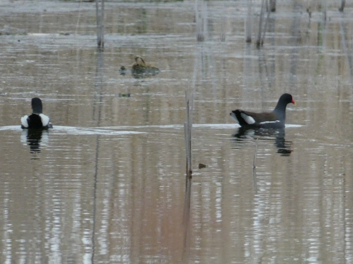 Gallinule d'Amérique - ML158178471