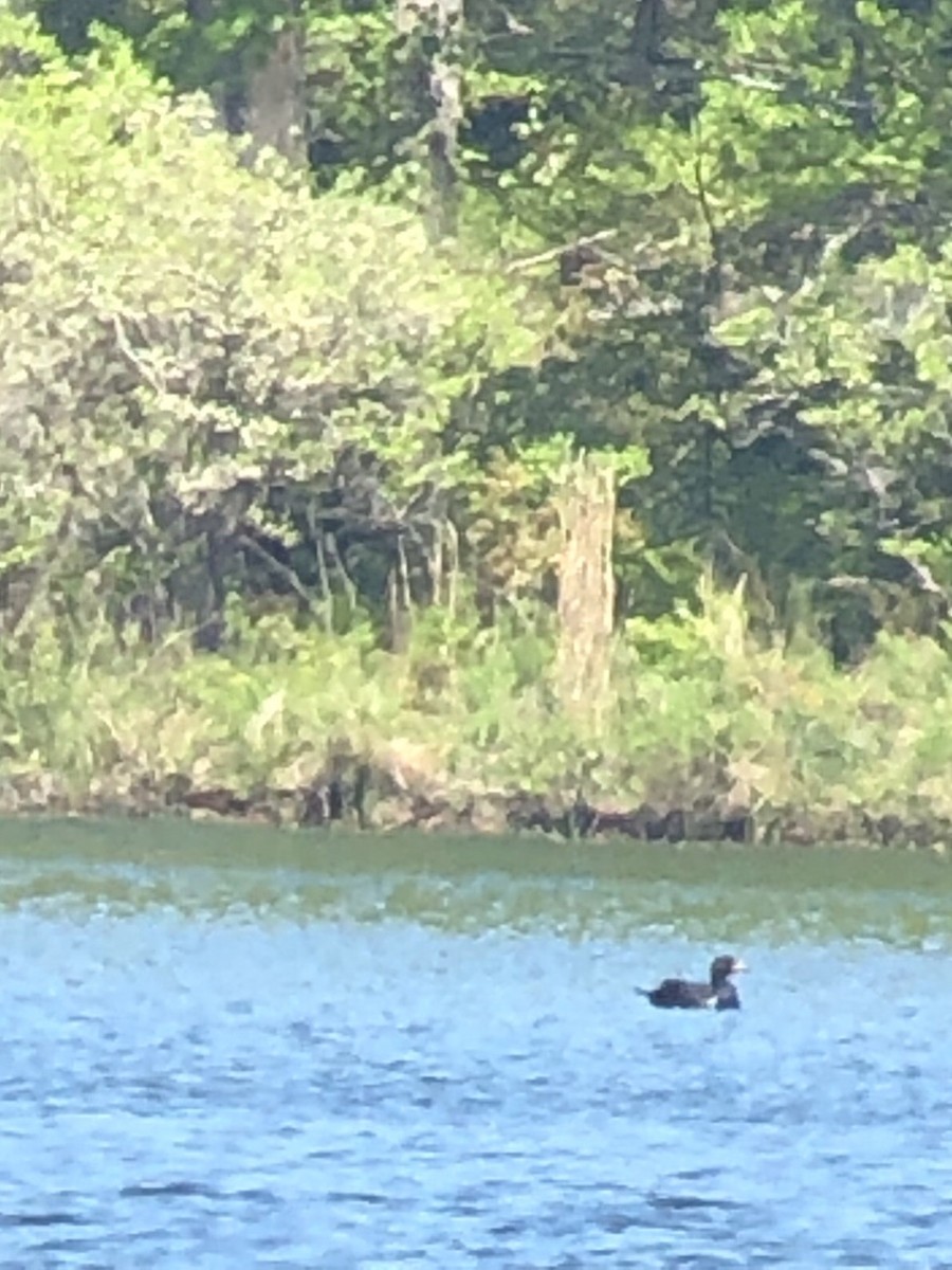 Black Scoter - ML158179191