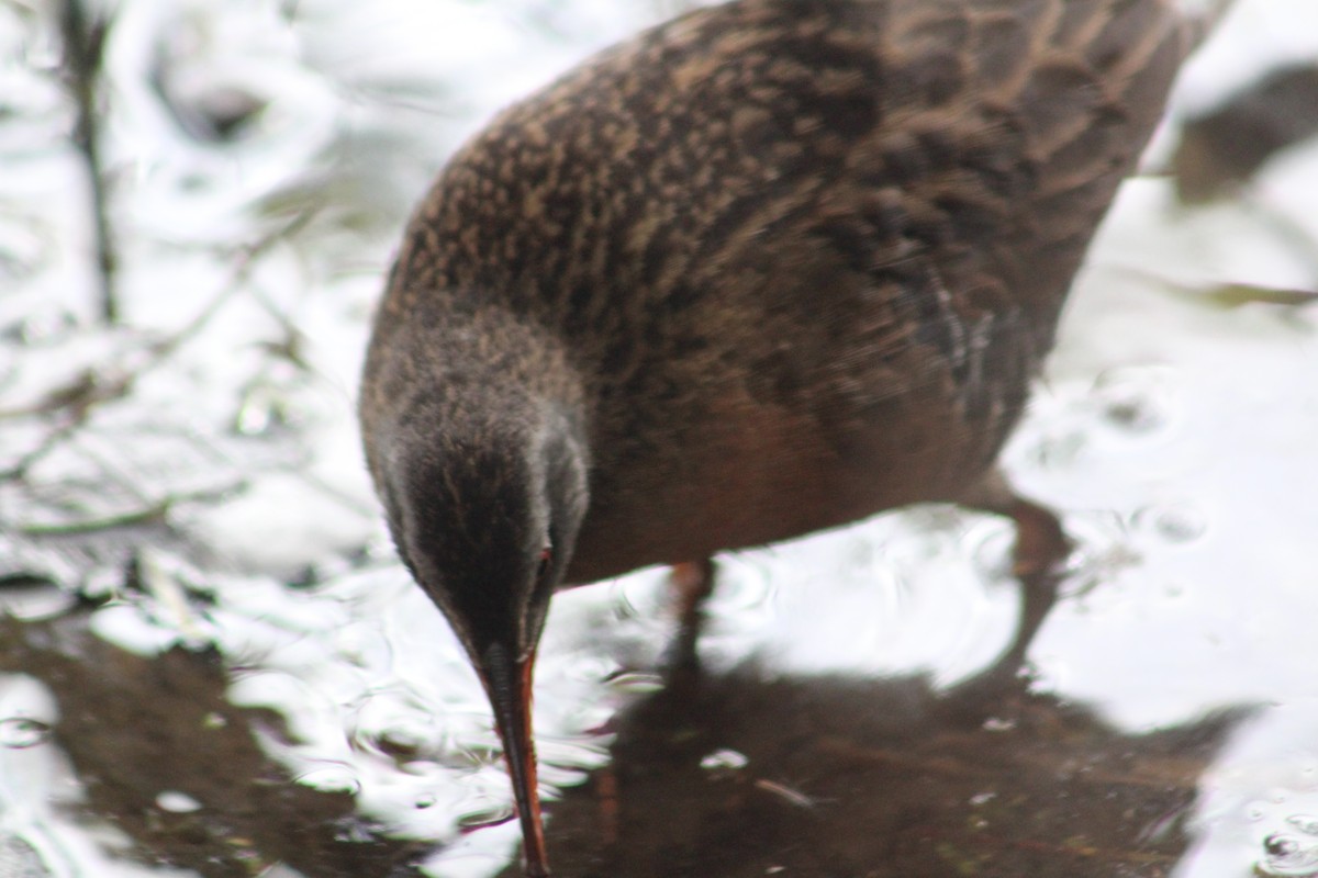 Virginia Rail - ML158179601