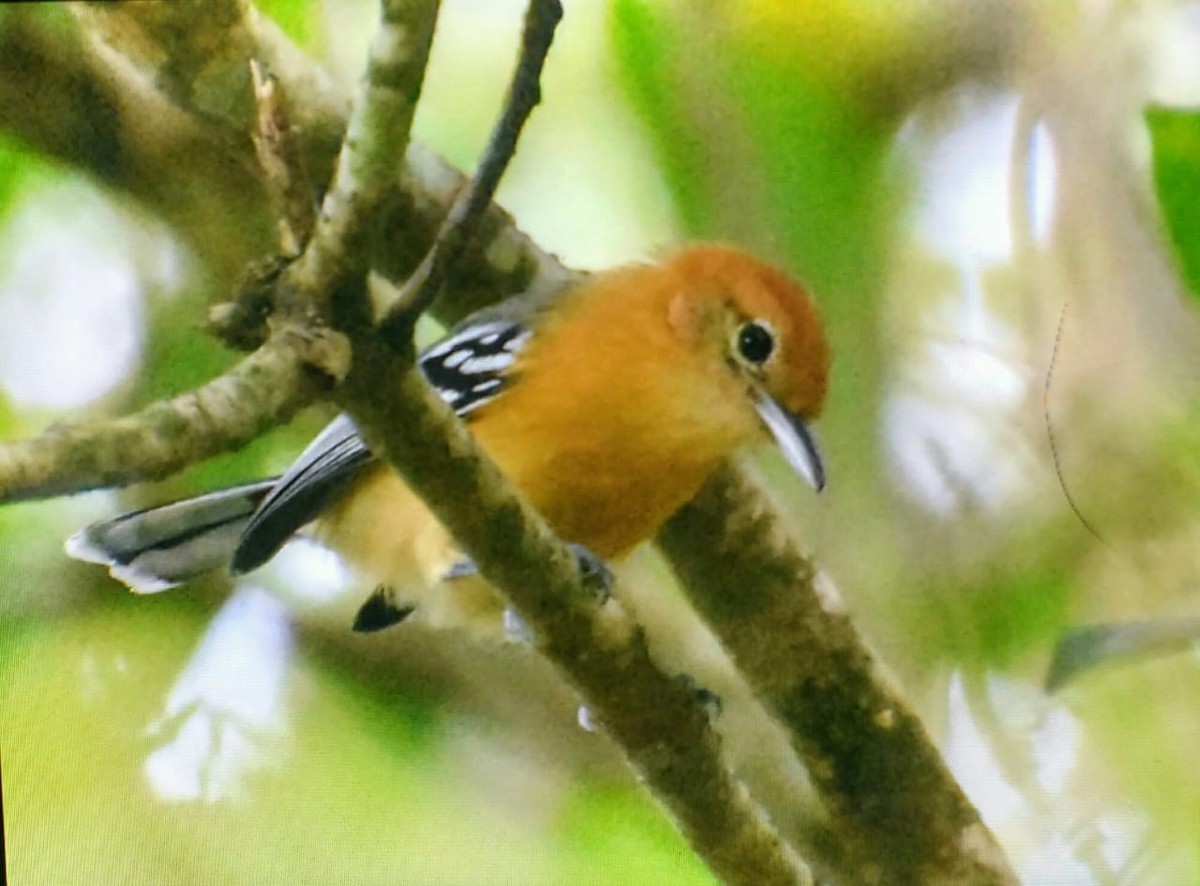Large-billed Antwren - ML158180221