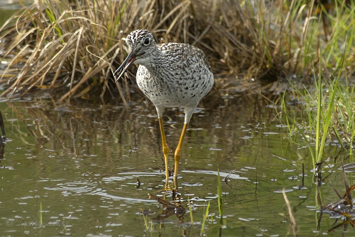 Greater Yellowlegs - ML158183021