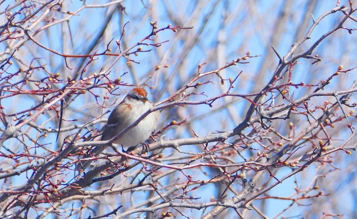 American Tree Sparrow - ML158183711