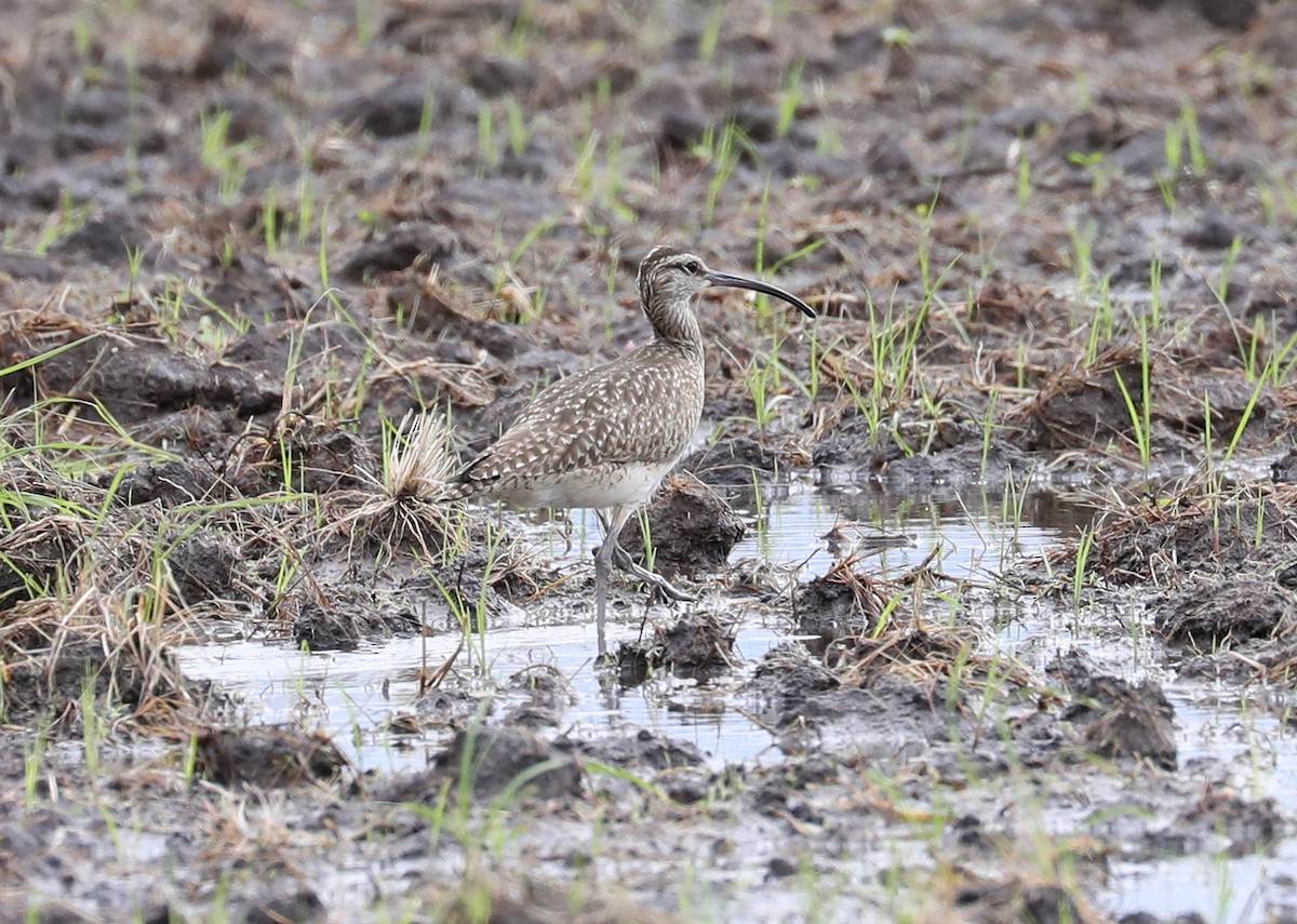 Regenbrachvogel - ML158185731