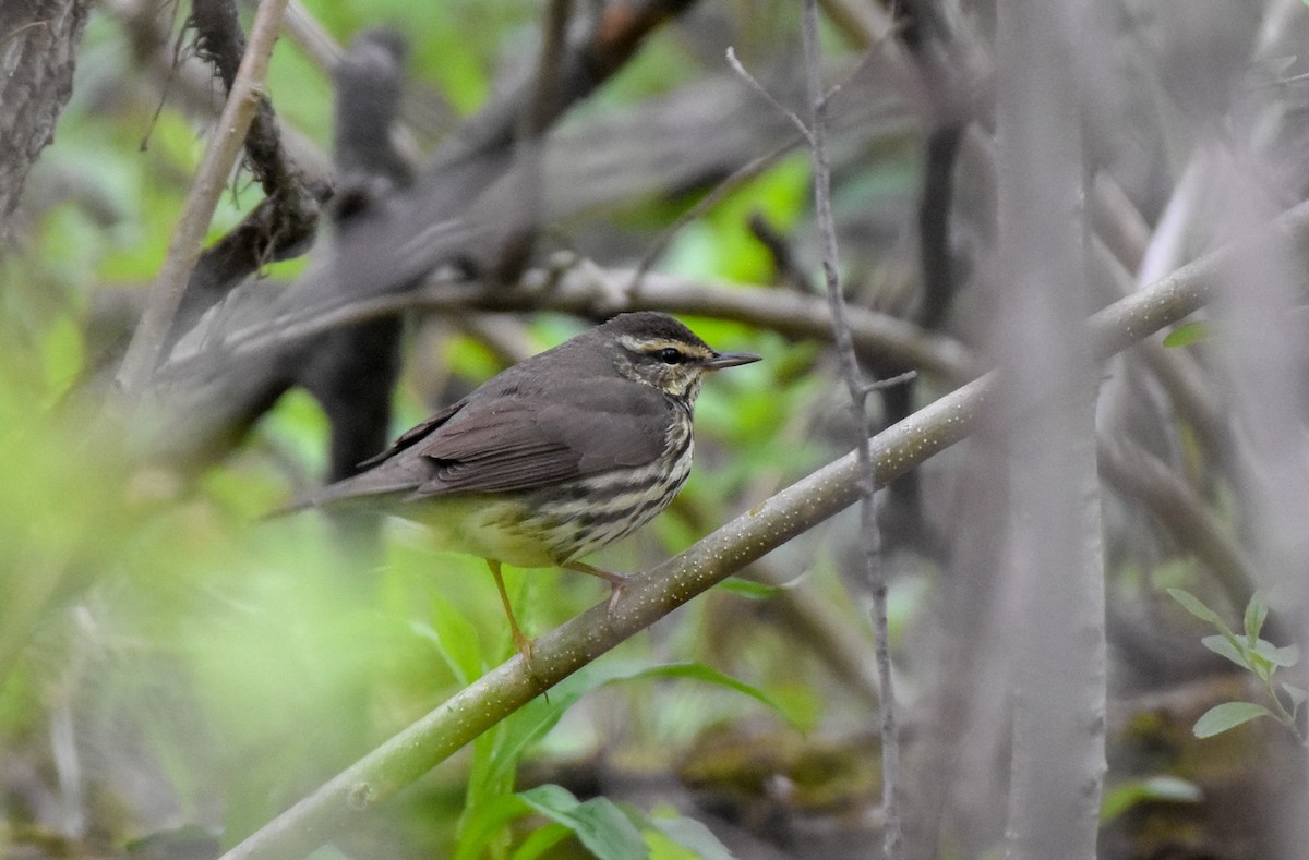 Northern Waterthrush - Paul Clifford