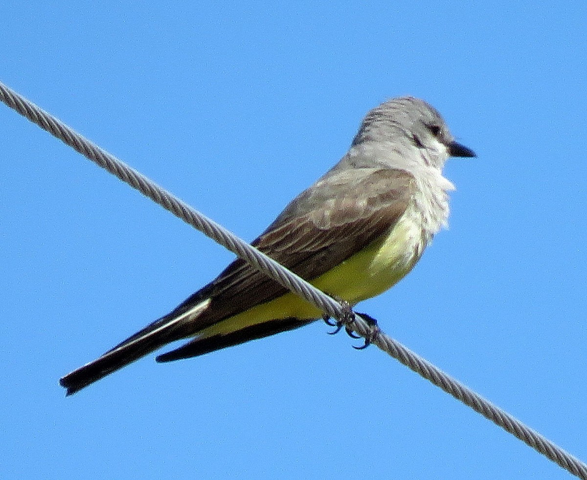 Western Kingbird - ML158187181