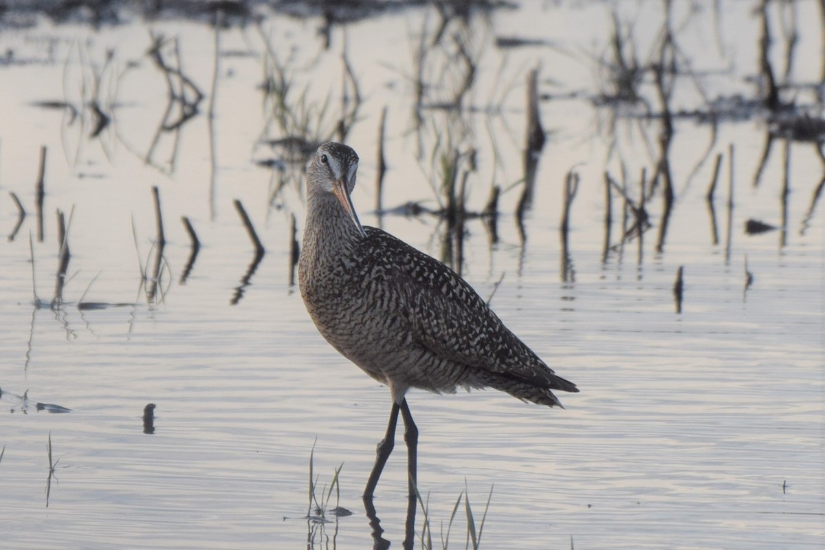 Marbled Godwit - ML158189831