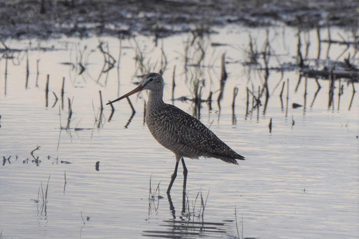 Marbled Godwit - ML158189861