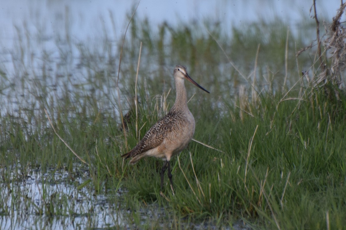 Marbled Godwit - Garrett  Wee