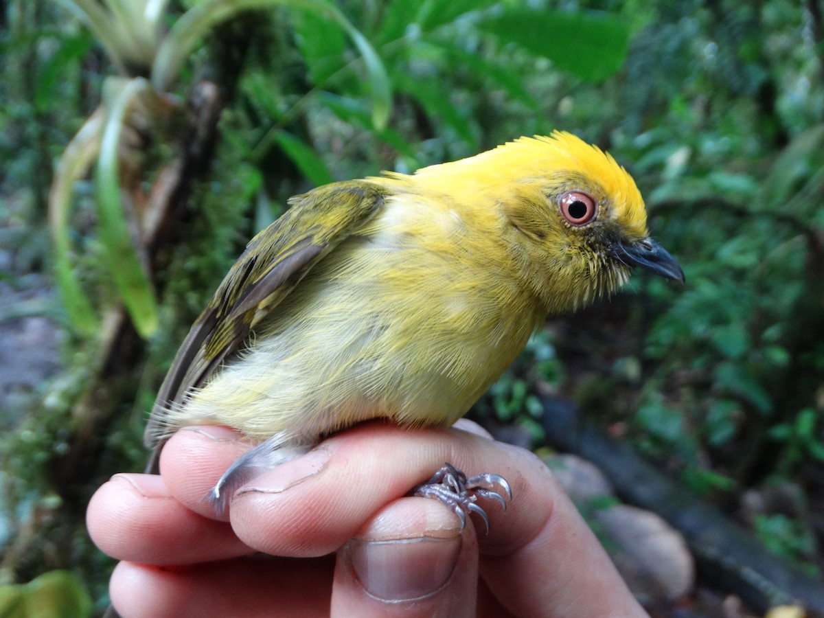 Yellow-headed Manakin - Diego Carantón