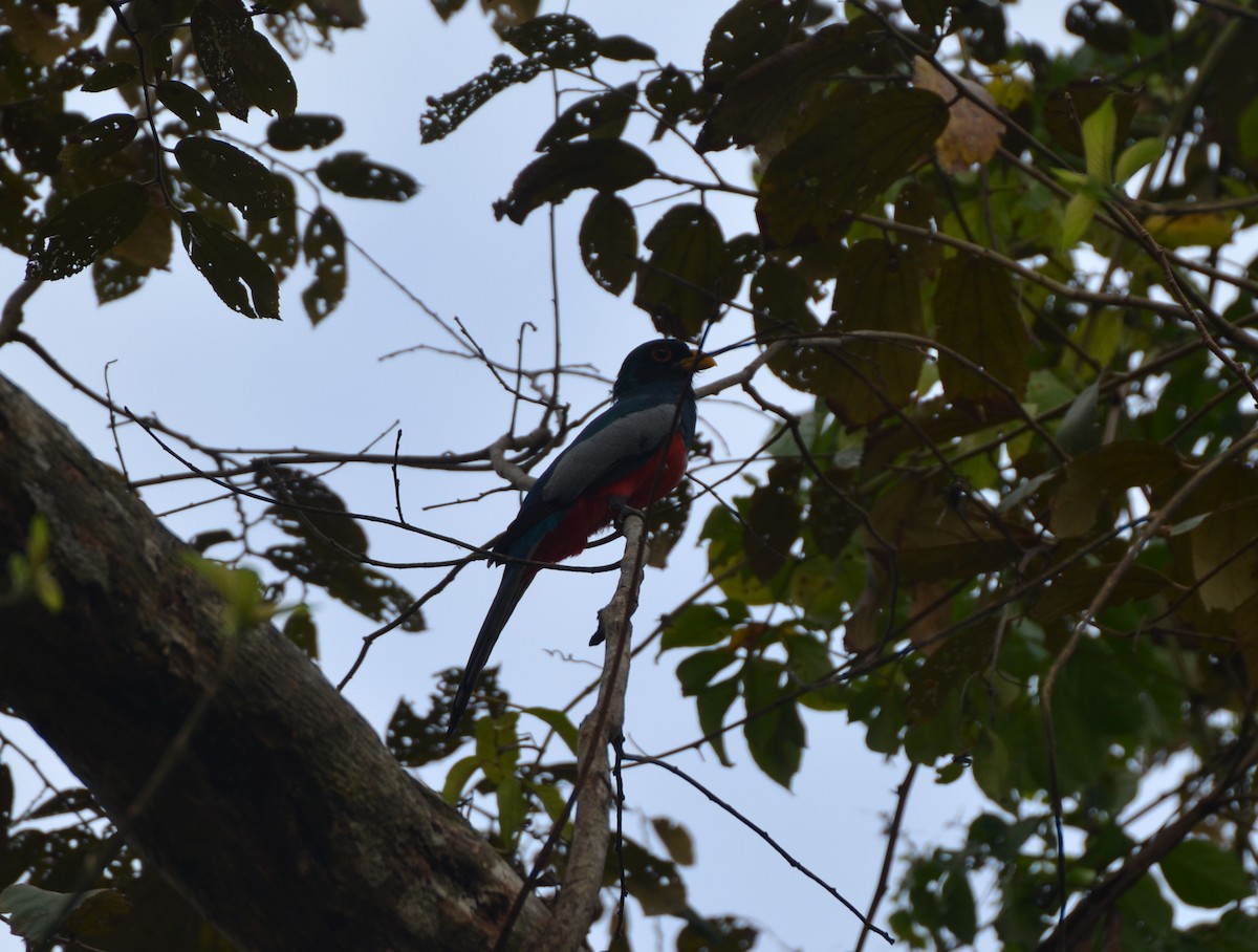 Black-tailed Trogon - Jake Shorty