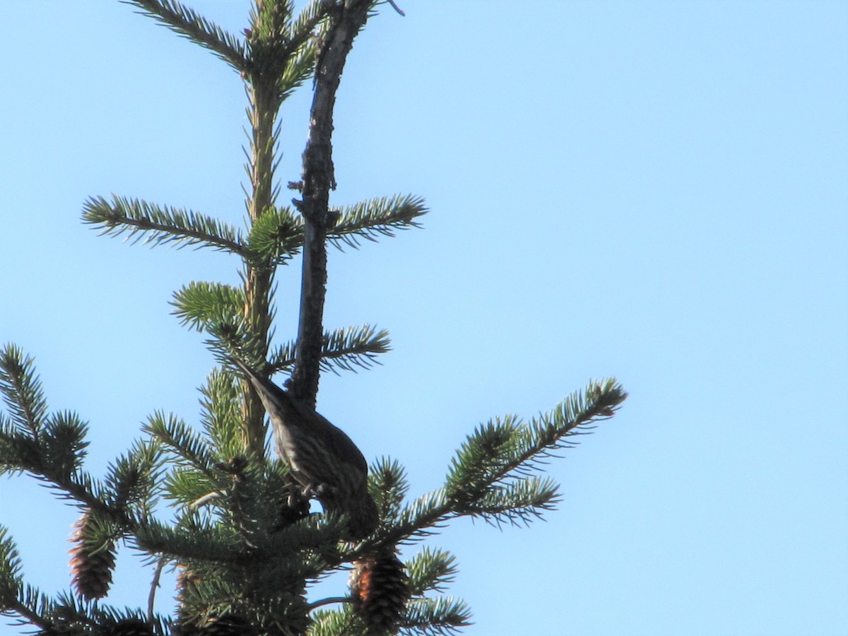 Red Crossbill (Ponderosa Pine or type 2) - ML158194131