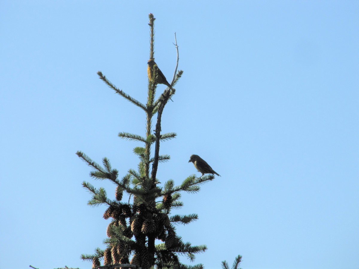 Red Crossbill (Ponderosa Pine or type 2) - ML158194191