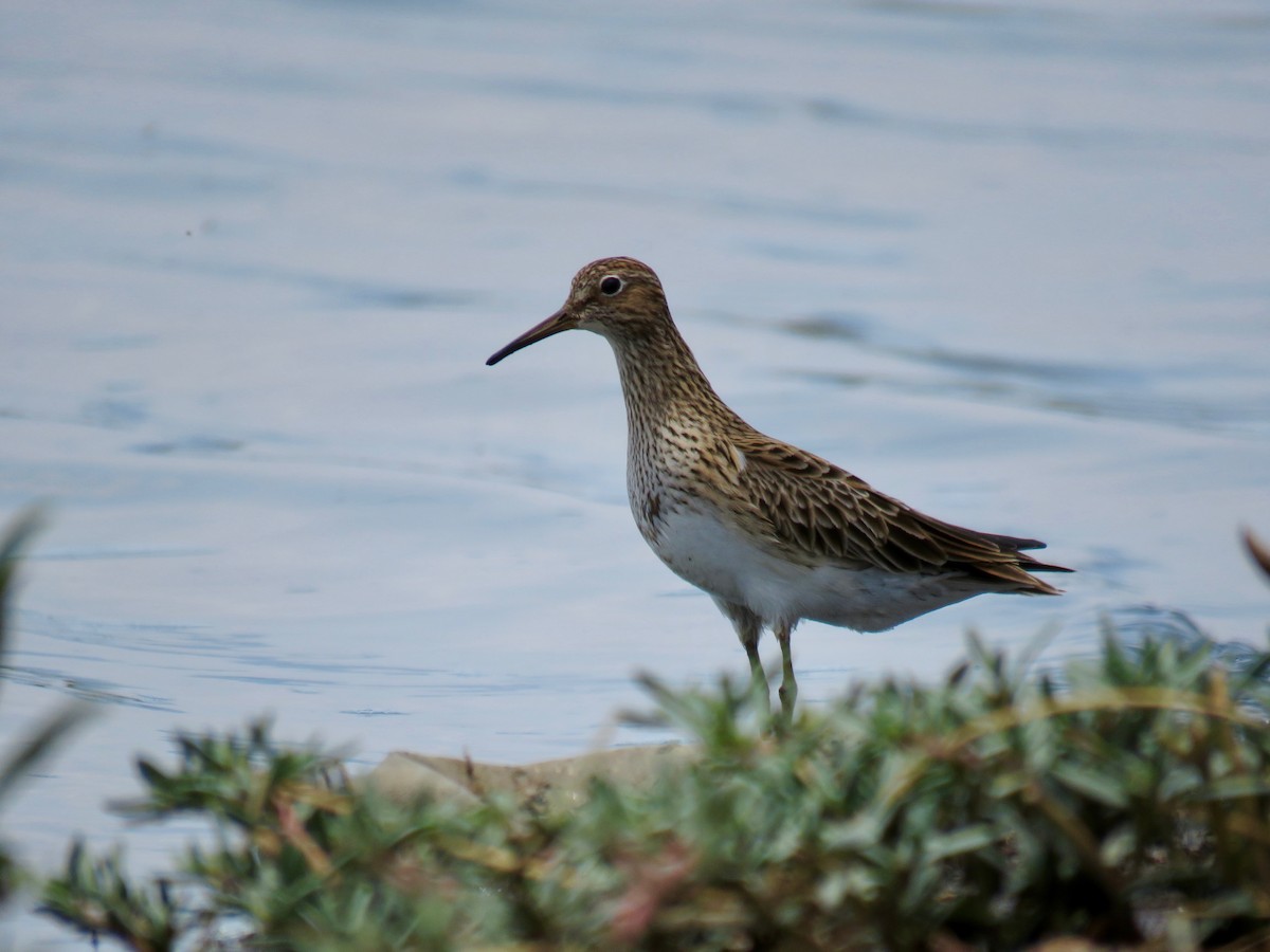 Pectoral Sandpiper - ML158195041