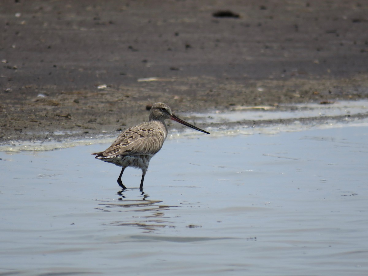 Hudsonian Godwit - ML158195431