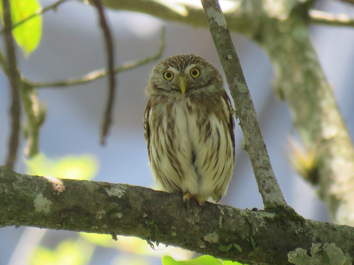 Ferruginous Pygmy-Owl - ML158195451