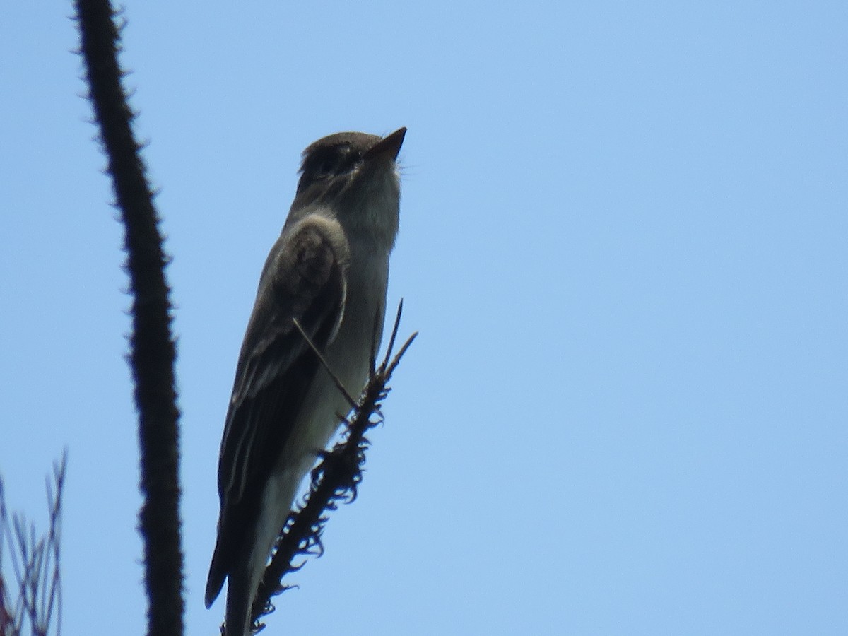 Northern Tropical Pewee - ML158195541