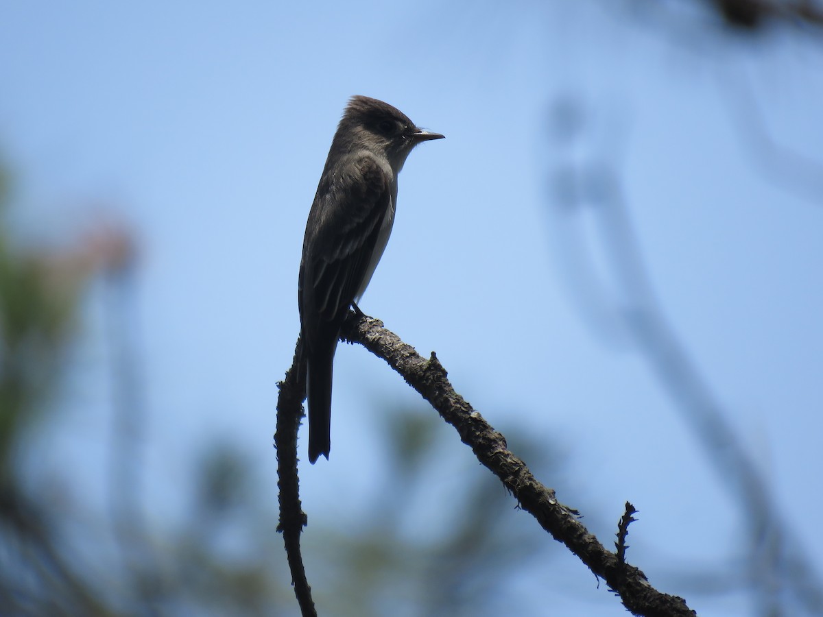 Northern Tropical Pewee - ML158195641