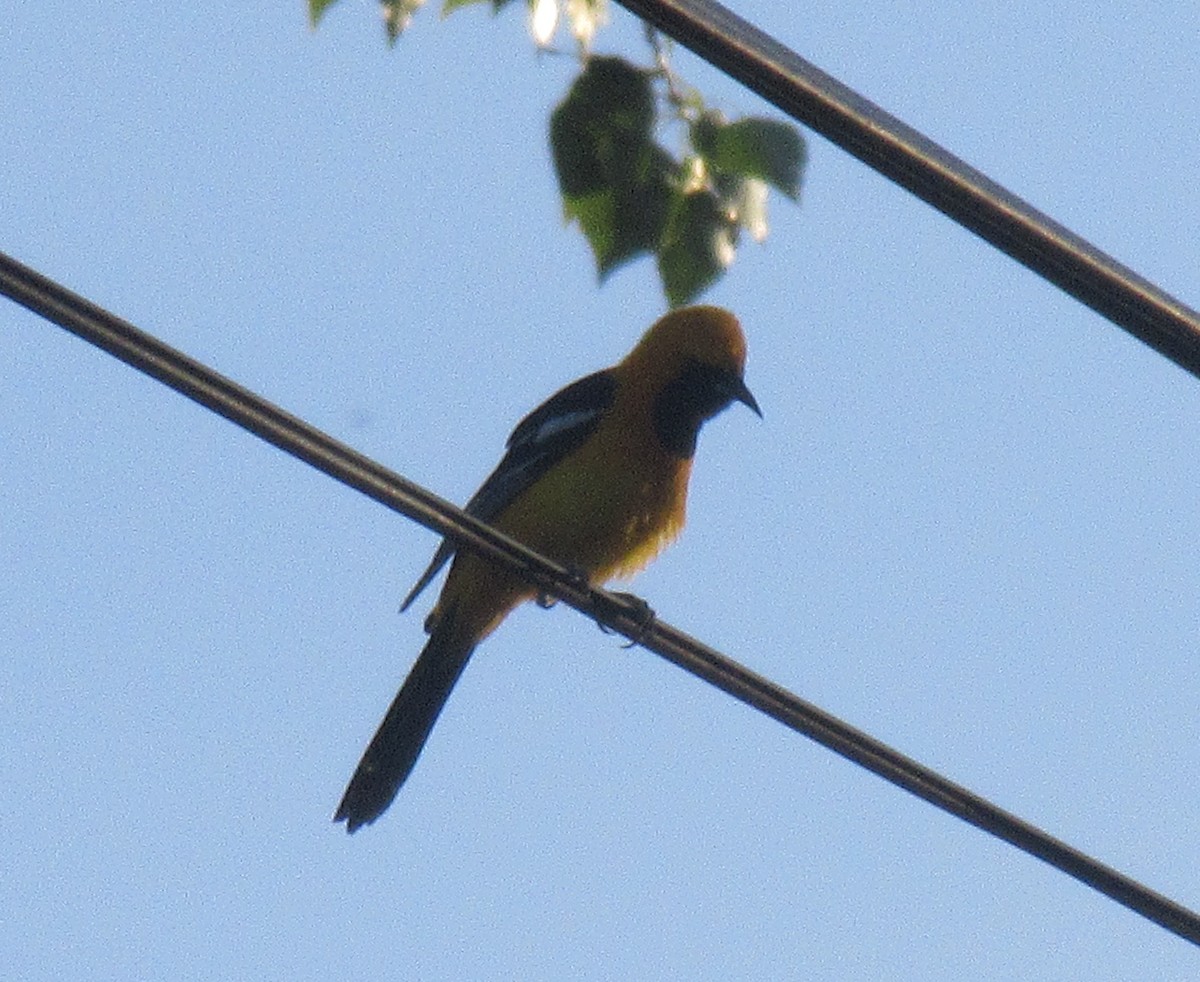 Oriole masqué - ML158195891