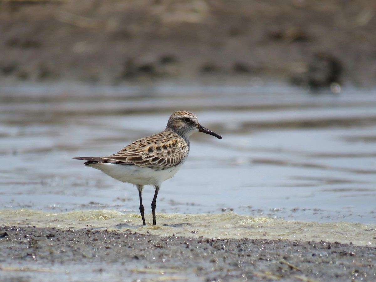 White-rumped Sandpiper - ML158196561