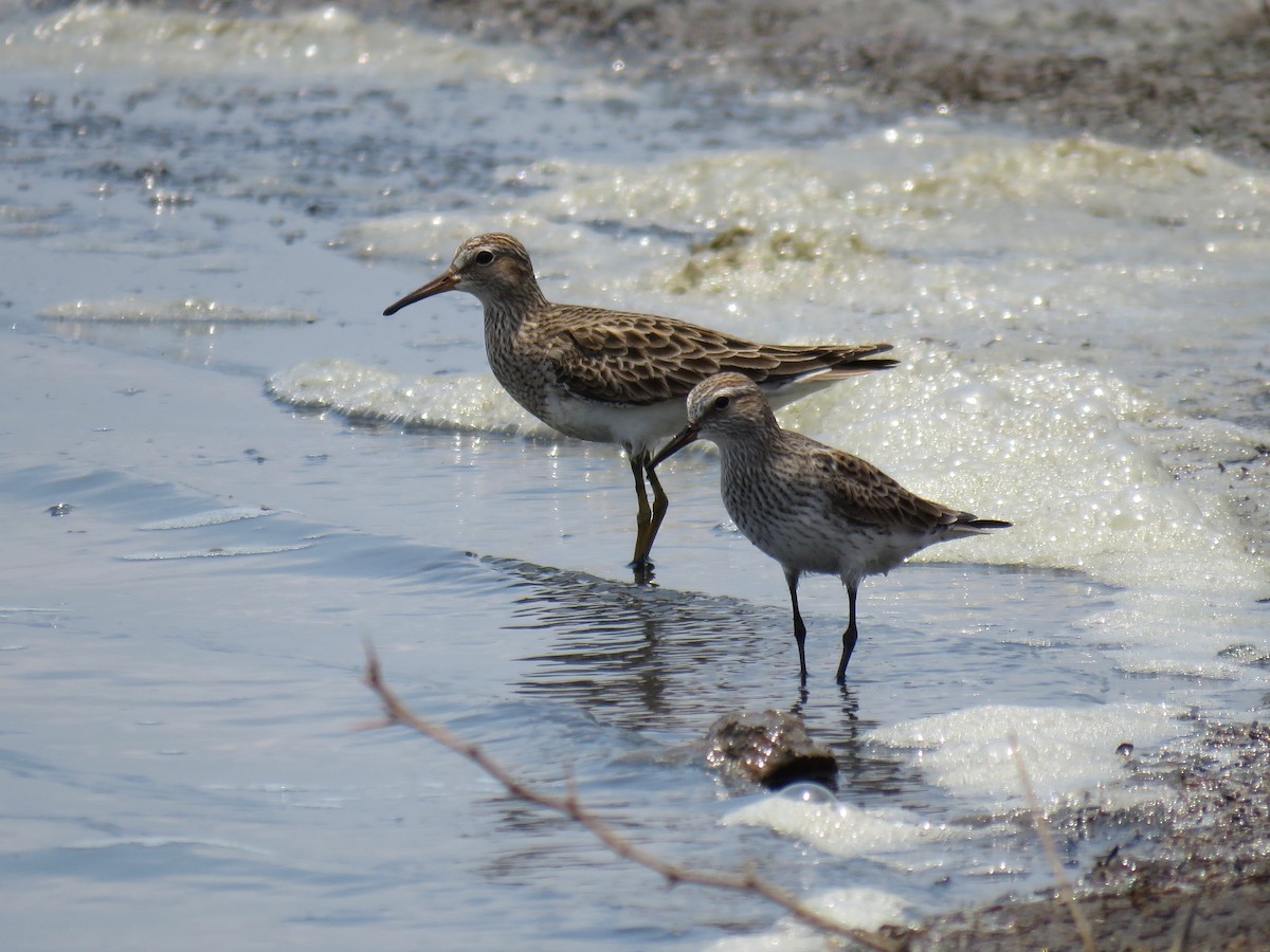 White-rumped Sandpiper - ML158196891