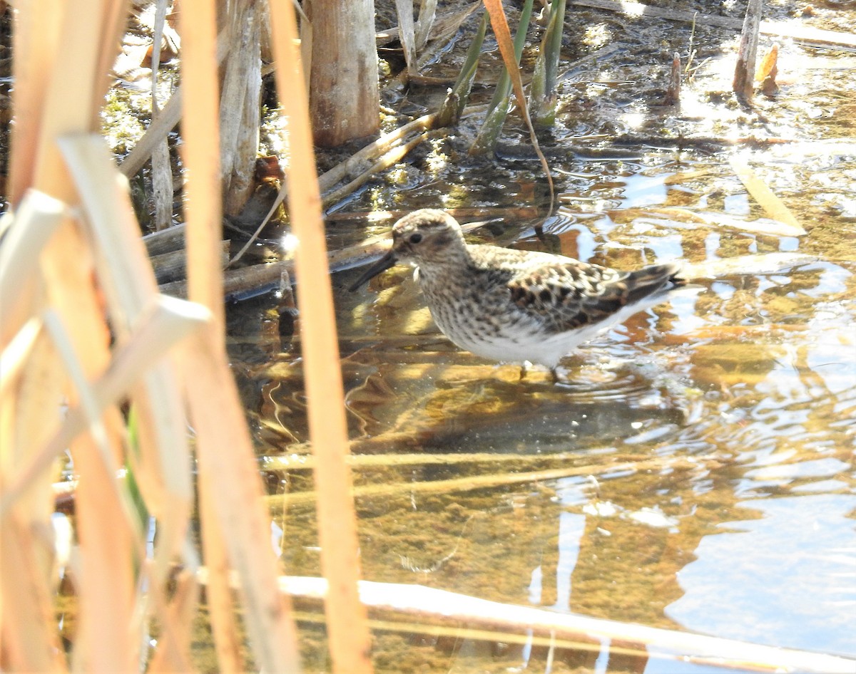 Least Sandpiper - ML158196951