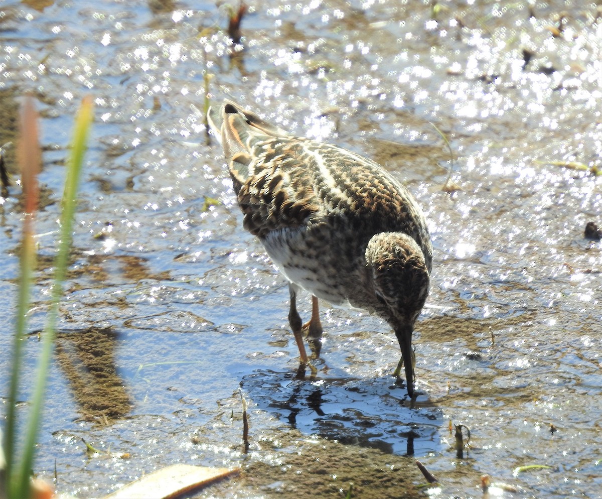 Least Sandpiper - ML158197691