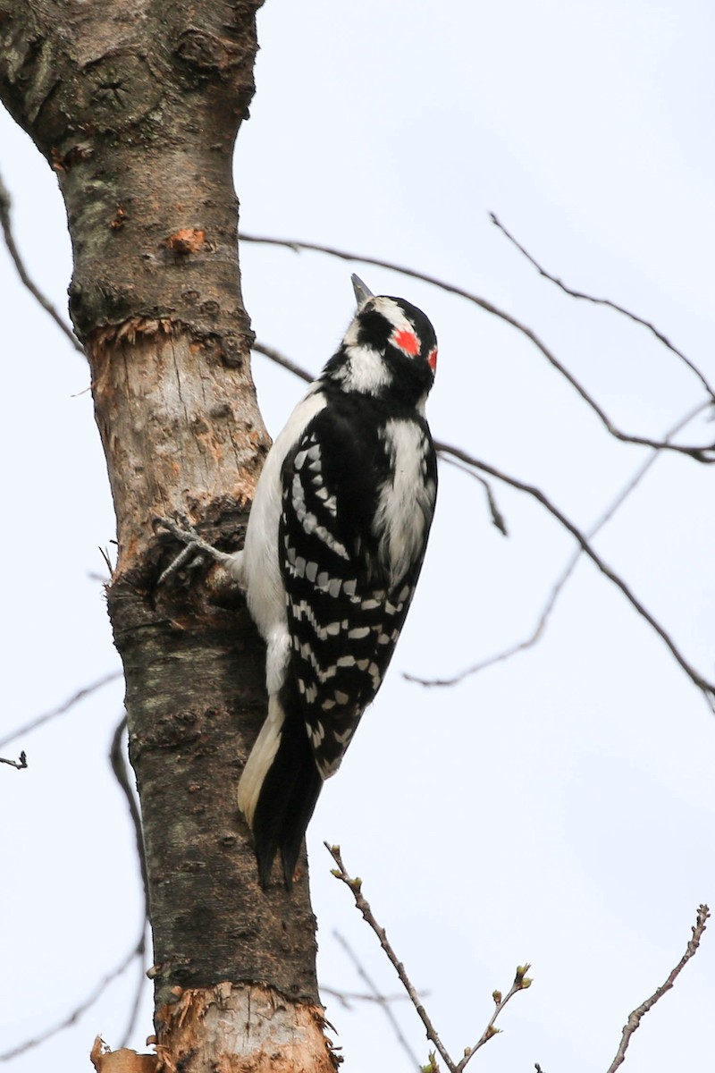 Hairy Woodpecker - Jodi Boe