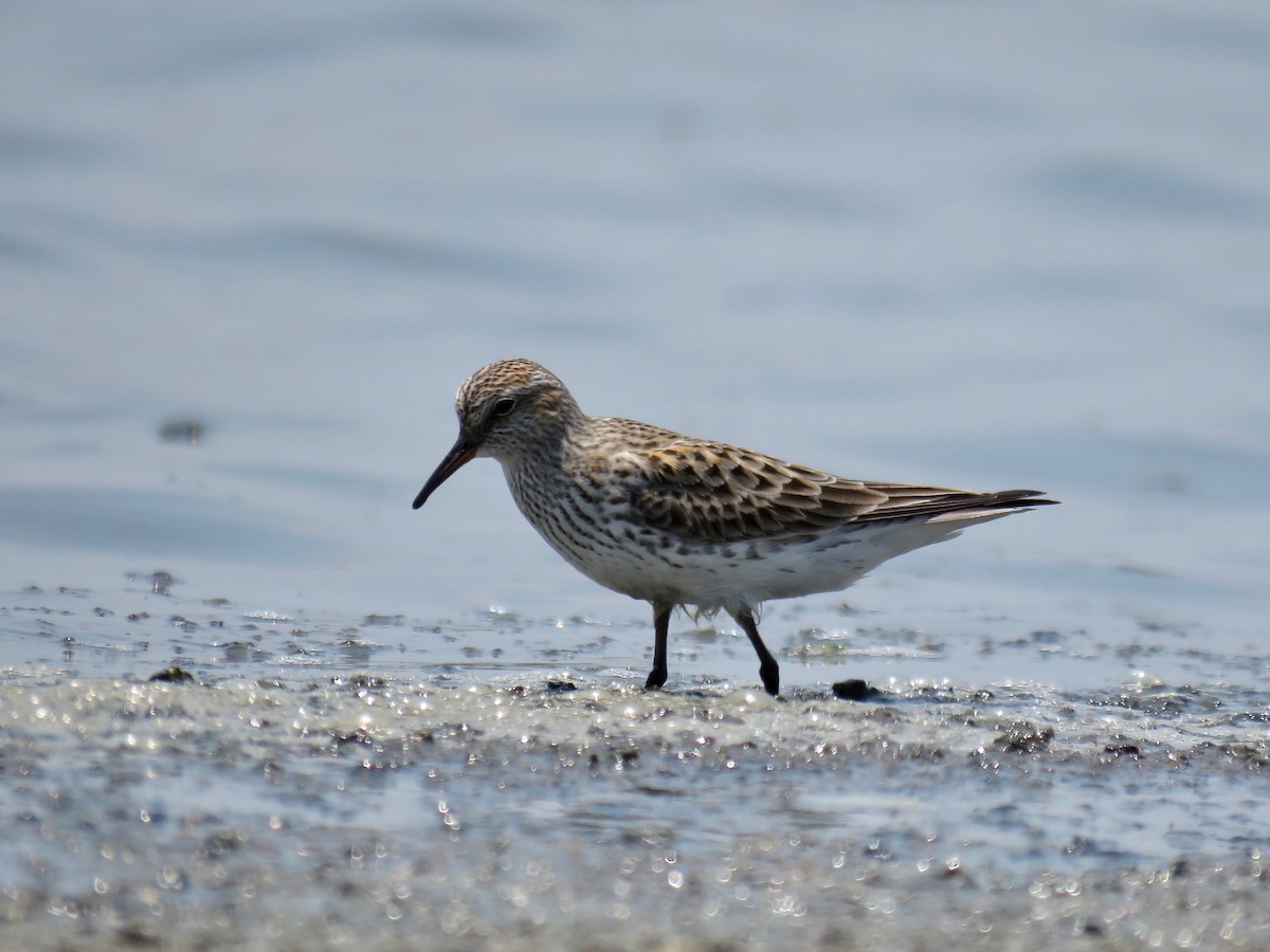 Weißbürzel-Strandläufer - ML158198011