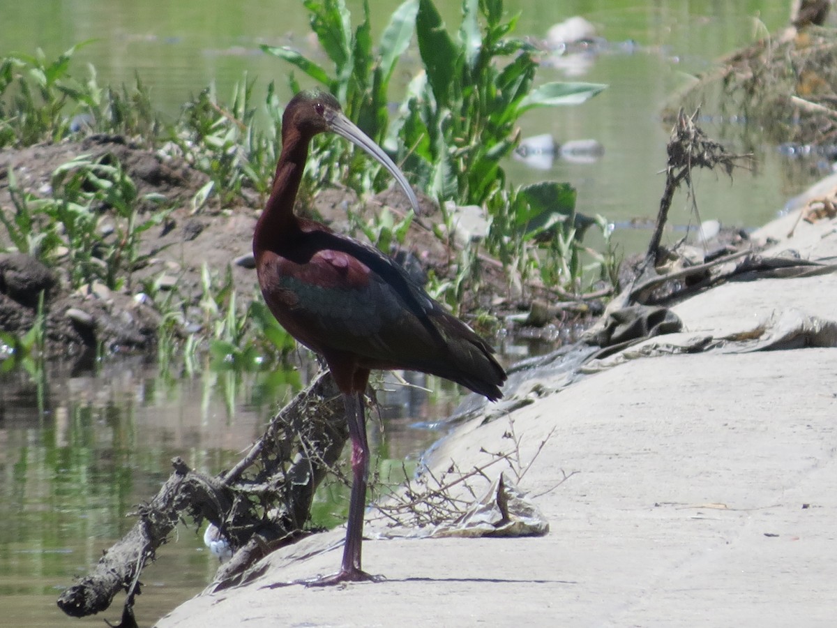 White-faced Ibis - Jessie Williamson