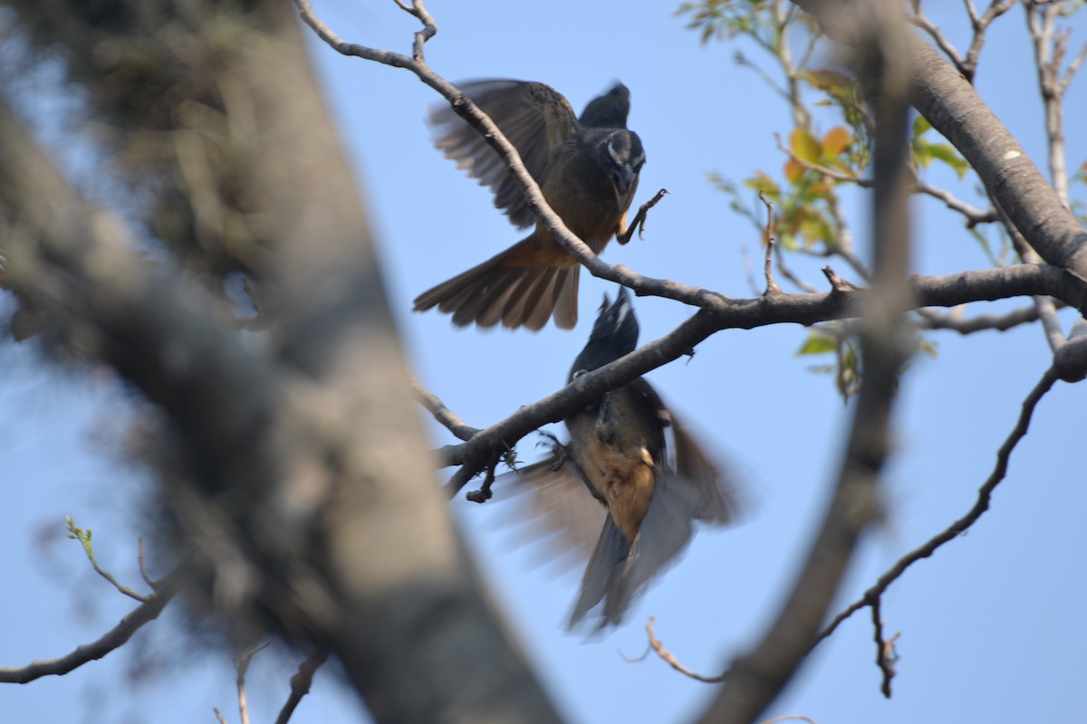 Cinnamon-bellied Saltator - ML158198131