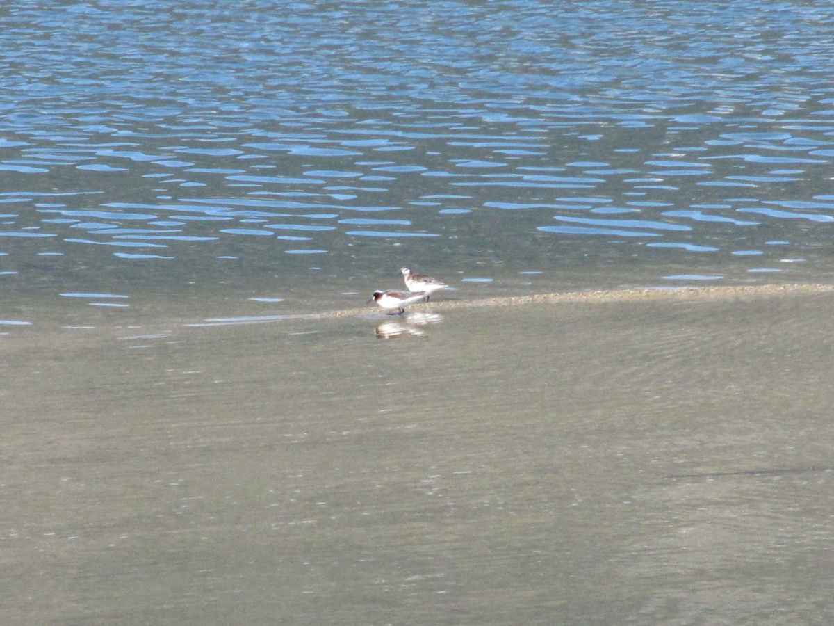 Wilson's Phalarope - ML158198411