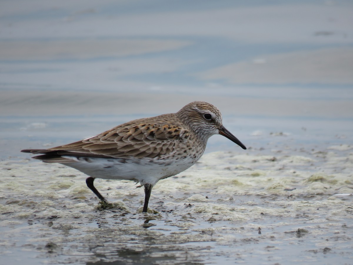 White-rumped Sandpiper - ML158198791