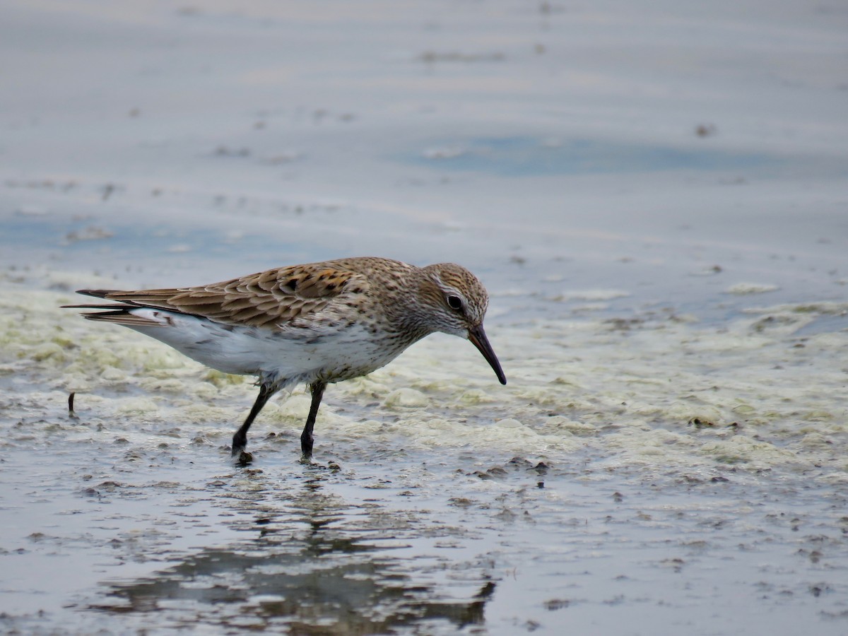 White-rumped Sandpiper - ML158199211