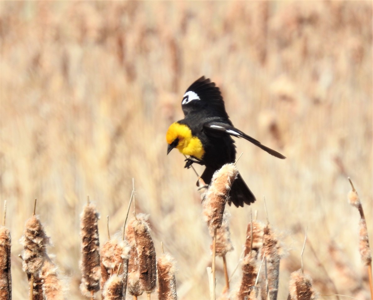 Yellow-headed Blackbird - ML158199351